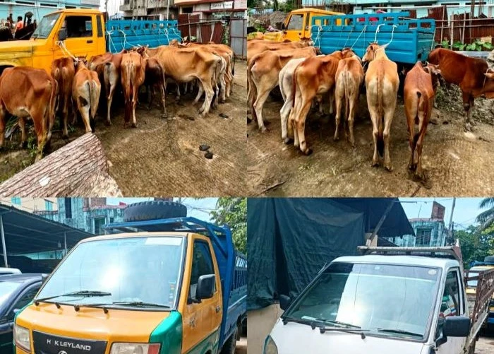 মিরসরাইয়ে ১৯ ভারতীয় গরু ও ২ পিকআপ উদ্ধার, গ্রেফতার ৪
