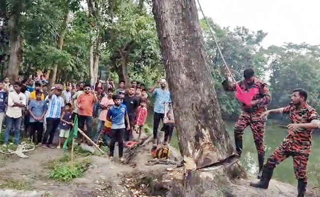 উঠে দাঁড়িয়েছে দাবি করা সেই গাছ কেটে ফেললো প্রশাসন