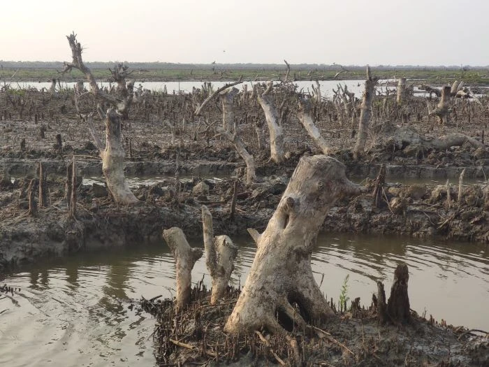 ধ্বংসের ধার প্রান্তে ঐতিহ্যবাহী সোনাদিয়া দ্বীপ 