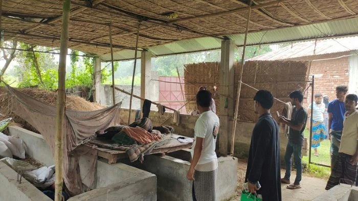 কালীগঞ্জে ১০ দিনের ব্যবধানে ১০ গরু চুরি, রাত জেগে পাহারায় গ্রামবাসী