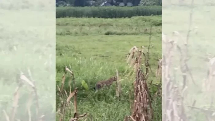 ভুট্টাক্ষেতে রহস্যময় বাঘের মতো প্রাণীর দেখা