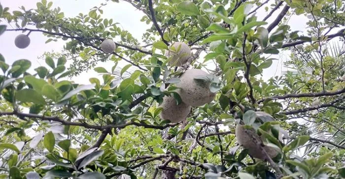 জলবায়ু পরিবর্তনের ধাক্কায় উপকূলে হারাচ্ছে আম-কাঁঠাল