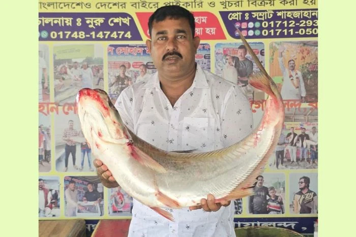 পদ্মায় ধরা পড়া ১০ কেজির ঢাই মাছ বিক্রি হলো ৫৮ হাজার টাকায়