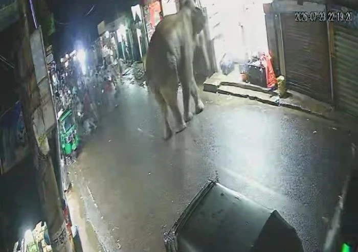 বাঁশখালীর বাজা‌রে পাহাড় ছে‌ড়ে দলছুট হা‌তি