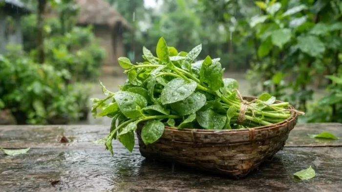 বর্ষায় পুঁই শাক খাওয়ার ৫ উপকারিতা, তবে মানতে হবে একটি নিয়ম