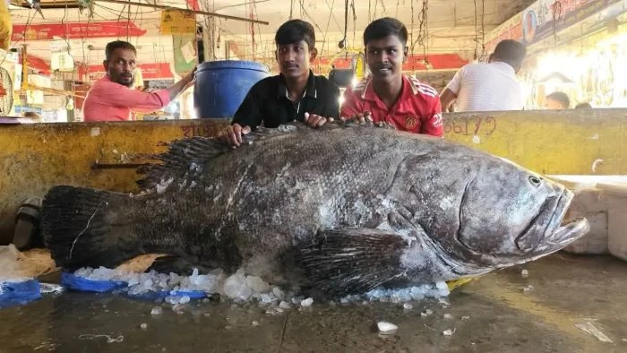 সুন্দরবন উপকূল থেকে ধরা ১৫৫ কেজির কোরাল উঠল চট্টগ্রামের বাজারে, একনজর দেখতে ভিড়