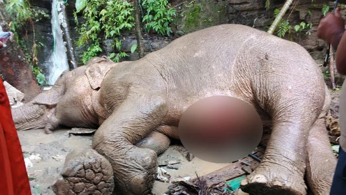 টেকনাফের পাহাড় থেকে পড়ে মা হাতি গুরুতর আহত 