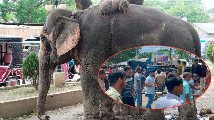 ফরিদপুরে সড়কে চাঁদা তোলার সময় হাতির ধাক্কায় অটোরিকশা উল্টে ১০ মাসের শিশুর মৃ'ত্যু, হাতির মাহুত আটক