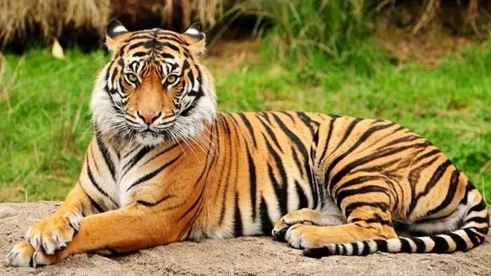 সুন্দরবনের বাঘ এখন নতুন হুমকিতে : শিকারির বন্দুক থেকে জীবাণুর আক্রমণ—অর্ধশতাব্দীর লড়াইয়ে বদলে গেছে সংকটের ধরন