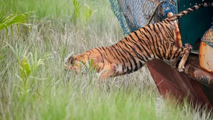 কেন দেখা মিলছে না সুন্দরবনে ফেরানো সেই বাঘিনীর?