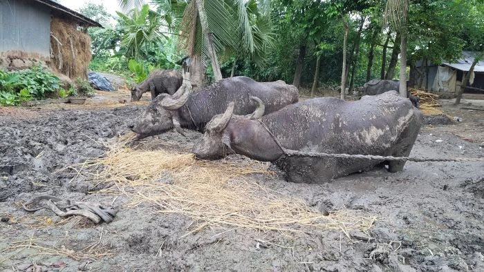 মহেশপুর ইউএনও'র হস্তক্ষেপে বুক সমান কাদায় বাঁধা ৪ মহিষ উদ্ধার
