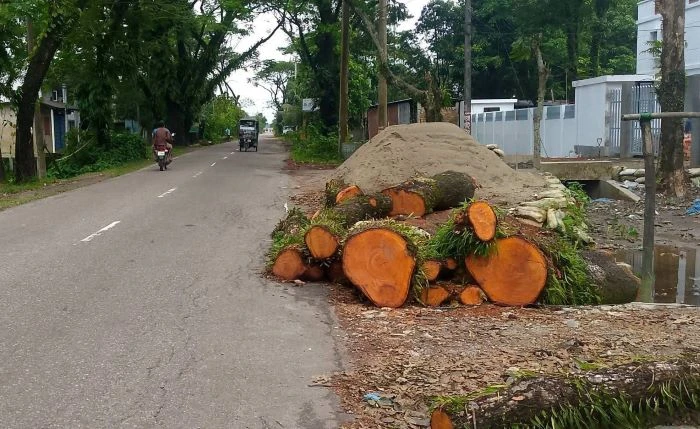 সড়কের ২হাজার গাছ পানির দামে বিক্রি 