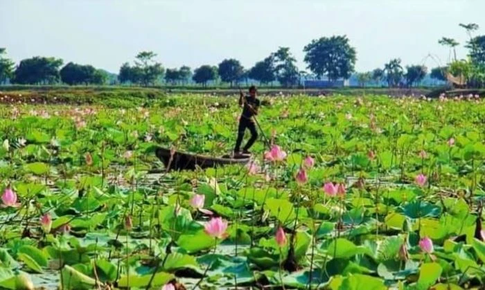 কিশোরগঞ্জের "পদ্মবিল"প্রকৃতির সৌন্দর্যের অপরূপ দৃশ্য