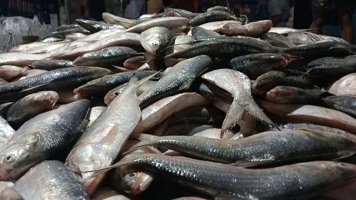 কুয়াকাটায় এক ট্রলারে ৪৬ মণ ইলিশ, নিলামে বিক্রি ৪৮ লাখ ৫০ হাজার টাকায়