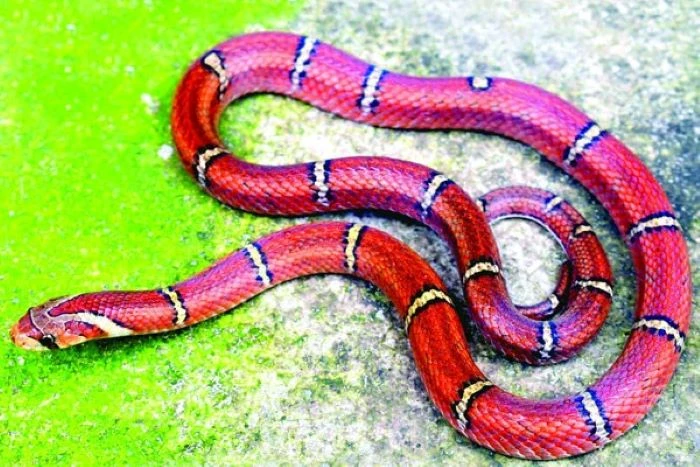 কাপ্তাইয়ে মিলল বিরল ‘হোয়াইট-বার্ড কুকরি’ সাপ