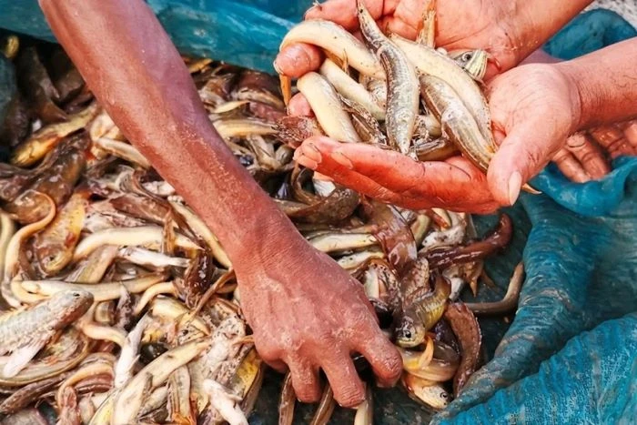 হারিয়ে যাওয়া দেশি মাছ ফিরছে রংপুরের জলাশয়ে, বাড়ছে উৎপাদন