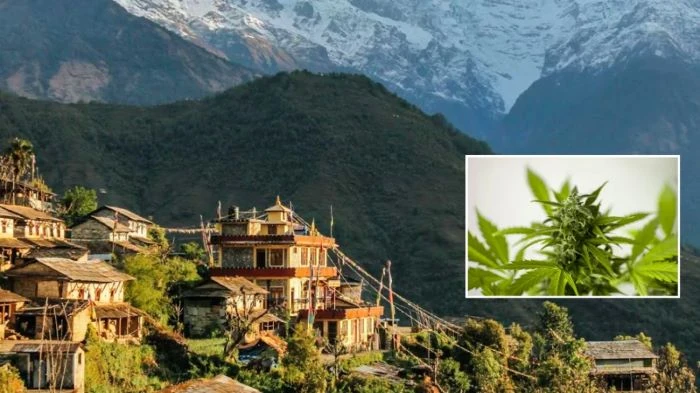 চিকিৎসার জন্য গাঁজার চাষে অনুমোদন দিল নেপালের গণ্ডকী প্রদেশ