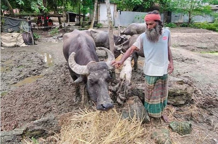 চার মহিষকে তিন মাস কাদায় রাখলেন কেন, জানালেন মালিক