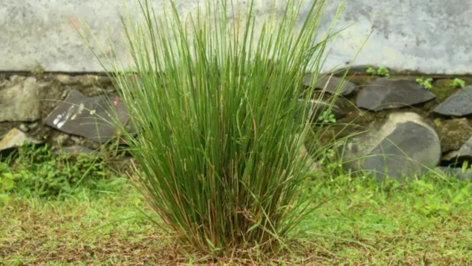 বিন্না ঘাস কী, কেন এর ব্যবহার বাড়াতে চায় সরকার?