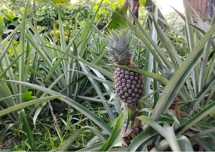 বোয়ালমারীতে বাণিজ্যিকভাবে আনারস চাষ, নতুন সম্ভাবনা দেখছেন কৃষক