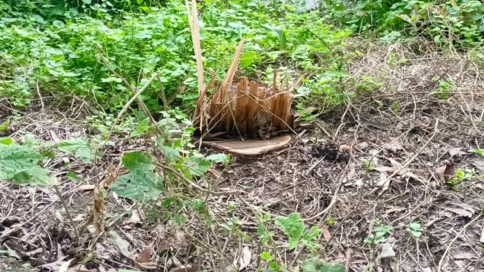 আগুনের পর কুঠারের আঘাত, ফরিদপুরে সরকারি গাছ উজাড়ে ‘গাছখেকো’ চক্র