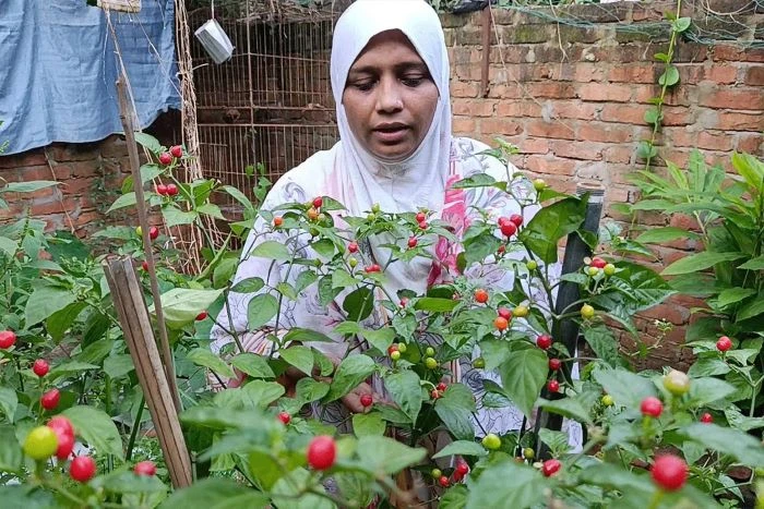 কুমিল্লায় চাষ হচ্ছে ‘বিশ্বের সবচেয়ে দামি’ মরিচ, কেজি ২৮ লাখ টাকা!
