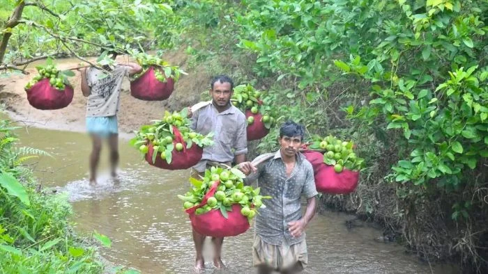 দেশের গণ্ডি পেরিয়ে মধ্যপ্রাচ্যে যাচ্ছে চন্দনাইশের ‘কাঞ্চন পেয়ারা’