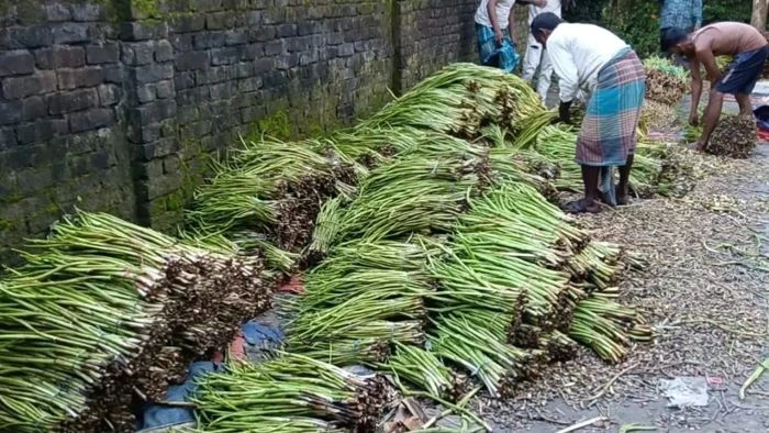 গ্রামের নিম্নবিত্তের সবজি কচু-লতি এখন রপ্তানি হচ্ছে ইউরোপ-আমেরিকায়