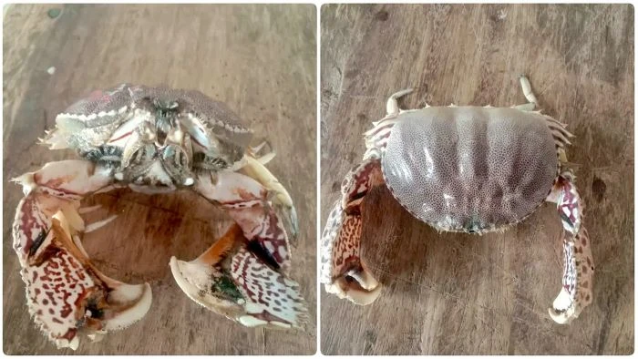 কুয়াকাটার সাগরে জেলেদের জালে ধরা পড়ল বিরল ‘লজ্জাবতী কাঁকড়া’