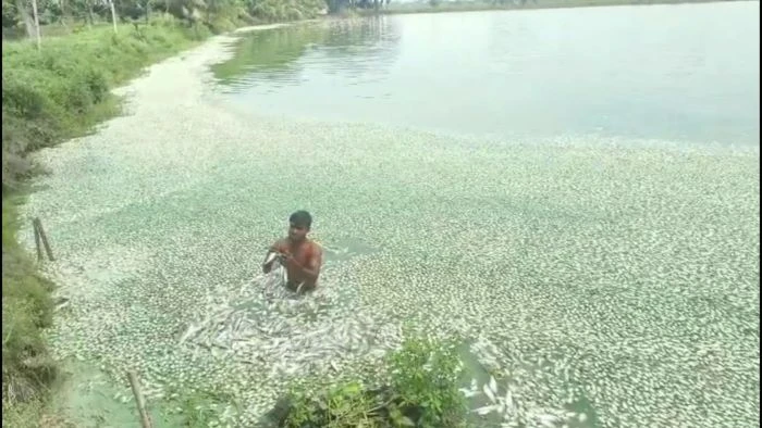 বেনাপোলে বিদ্যুৎ বিভ্রাটে মারা গেল ১৫ কোটি টাকার পাবদা মাছ!