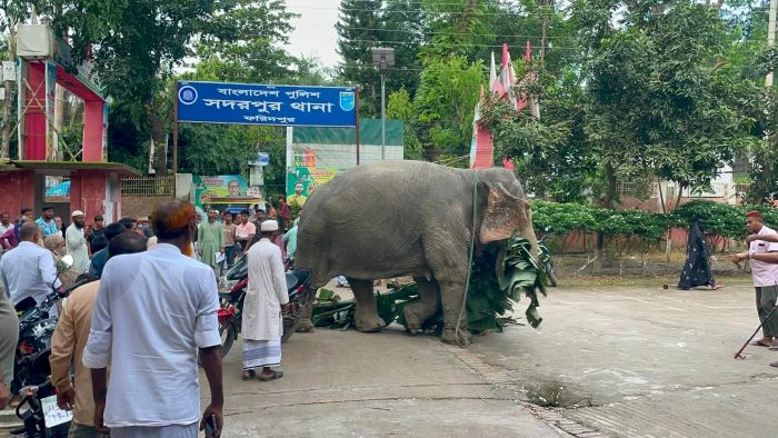 ফরিদপুরে এক সপ্তাহ ধরে থানায় আটক হাতি, আদালতের সিদ্ধান্তের অপেক্ষায় পুলিশ