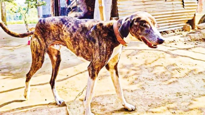 জাত সংরক্ষণে অবহেলায় হারিয়ে যাচ্ছে সরাইলের ঐতিহ্যবাহী গ্রেহাউন্ড ডগ