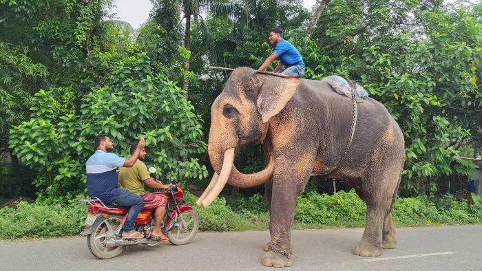 হাতি দিয়ে সড়কে ও ব্যবসা প্রতিষ্ঠানে চলছে চাঁদাবাজি 