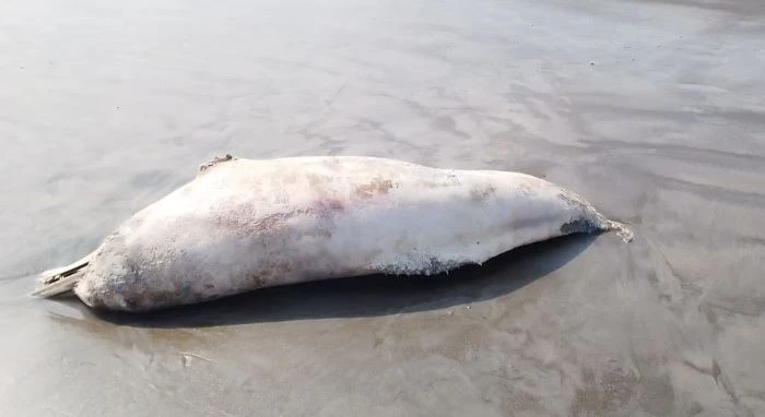 লেজে দড়ি, শরীরে ক্ষত: কুয়াকাটা উপকূলে ৬ ফুটের মৃত ডলফিন