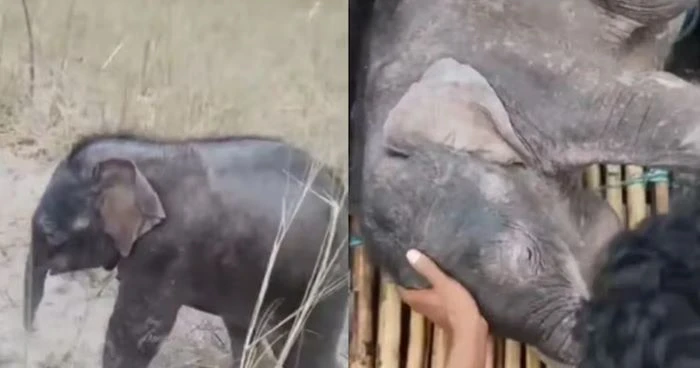 তিস্তার স্রোতে ভেসে যাওয়া হাতিশাবককে ৩ কিলোমিটার পিছু নিয়ে উদ্ধার করলেন দুই জেল