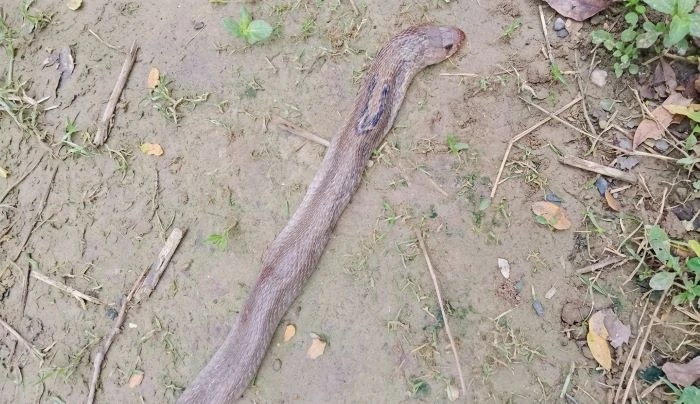 ঝিনাইদহে মশারির ভেতরে ঘুমিয়ে থাকা যুবক সাপের দংশনে মৃত্যু