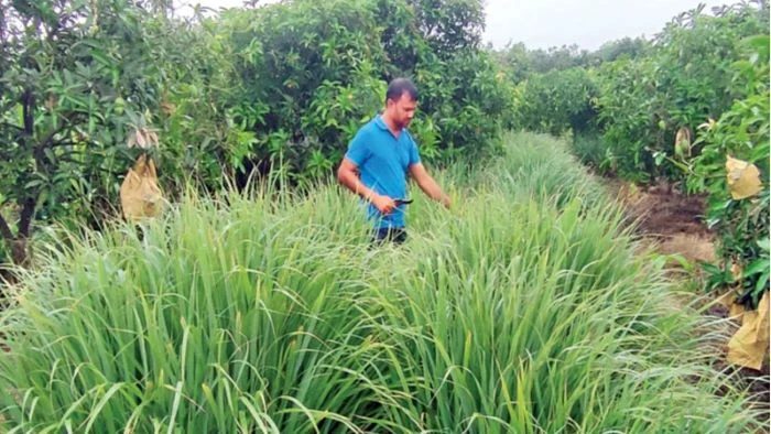 শখ থেকে লাখ টাকার ব্যবসা, নওগাঁয় লেমন গ্রাস চাষে নতুন সম্ভাবনা