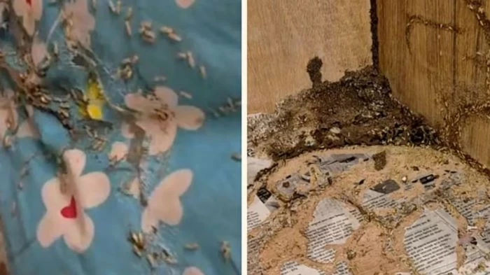 বরাদ্দ করা কক্ষে উইপোকা, মধ্যরাতে সার্কিট হাউস ছাড়লেন বিরোধীদলীয় উপনেতা