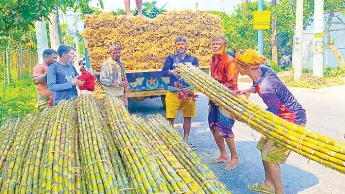বাঘারপাড়ায় আখের বাম্পার ফলন, ন্যায্য দাম নিয়ে শঙ্কায় চাষিরা