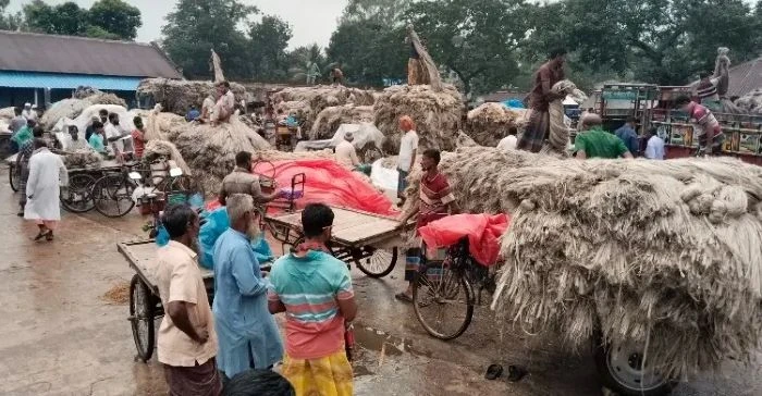ভালো ফলনের সঙ্গে ভালো দাম, খুশি নওগাঁর পাটচাষিরা