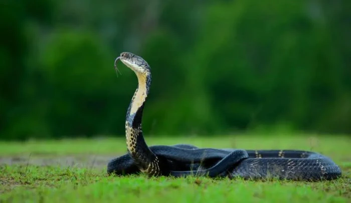 মহাবিপন্ন জাল অজগরসহ বিলুপ্তির ঝুঁকিতে বাংলাদেশের ৮ প্রজাতির সাপ, কোথায় মিলবে তাদের দেখা?