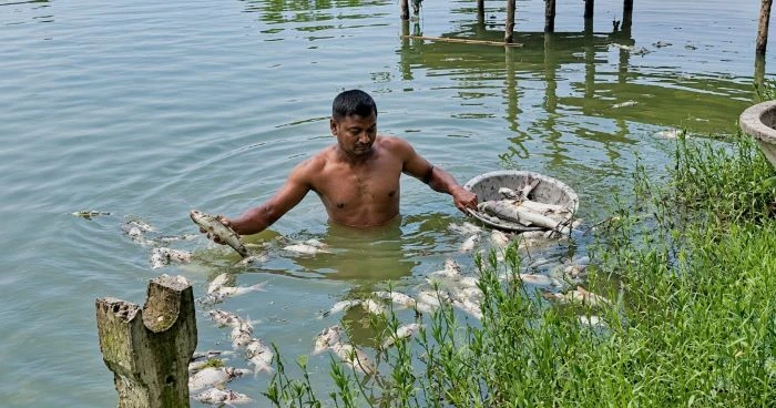 রাজবাড়ীতে চাঁদা না পেয়ে প্রবাসীর পুকুরের ঘের ভাঙচুর ও বিষ প্রয়োগে মাছ নিধন: বিএনপি নেতা গ্রেপ্তার