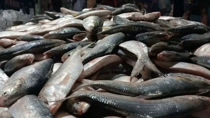 নিষেধাজ্ঞা শেষে প্রথম দিনেই বাজারে হাজার টন ইলিশ, দাম কত?