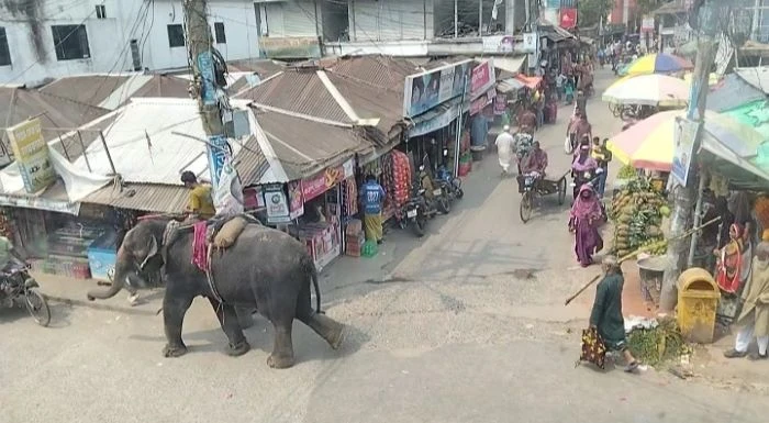 ফরিদপুরে হাতি দিয়ে টাকা আদায়, ব্যবসায়ীদের ভোগান্তি