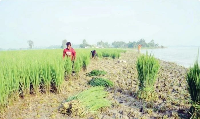 তিস্তাপাড়ের কান্না : কাঁচা আমন ধানেরগাছ যাচ্ছে গরুর পেটে, সর্বস্ব হারিয়ে দিশাহারা কৃষকেরা