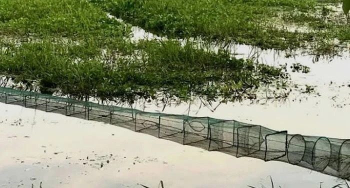 রক্তদহ বিলে নিষিদ্ধ চায়না দুয়ারি জালের অবাধ ব্যবহারের কারণে দেশীয় মাছ ও জলজ জীববৈচিত্র্য চরম হুমকির মুখে