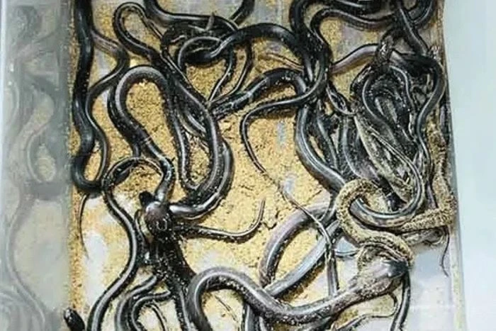 বয়ামে ডিম সংরক্ষণ করে পদ্ম গোখরার ৫০টি বাচ্চা ফোটালেন শাওন