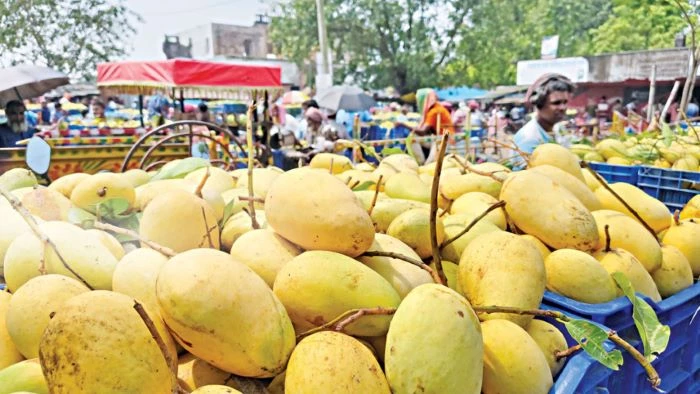 অসময়ের আমে কৃষকের মুখে হাসি, বাড়ছে শতকোটি টাকার বাণিজ্য