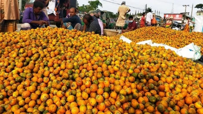 এক মৌসুমেই ৭১০ কোটি টাকার সুপারি বিক্রির আশা